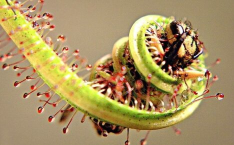 Растенията са хищници - снимки и имена на необичайни насекомоядни култури