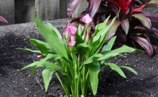 Wir züchten Garten-Calla-Lilien