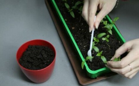 Diving pepper seedlings: how to do it right