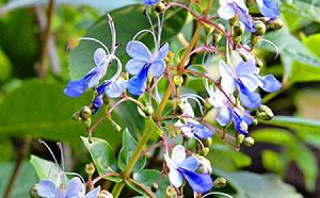 The attention of flower growers is attracted by blue moths on the greenery of the Ugandan clerodendrum