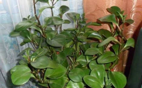 Ar galima namuose laikyti peperomiją: augalų rūšis ir susijusius ženklus