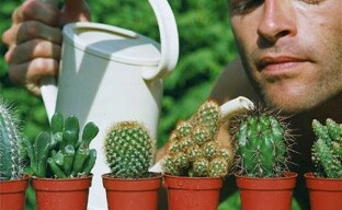 Тайните на грижите за кактусите, така че да цъфтят