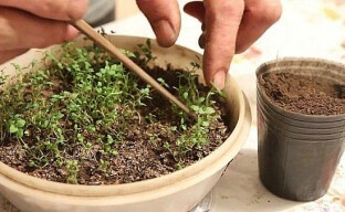 Savory seedling care or how to grow strong healthy seedlings