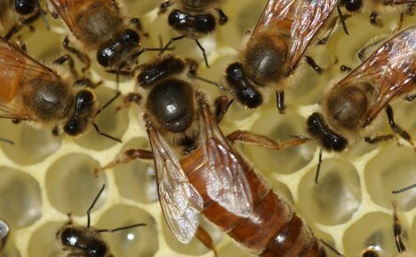 Bites karalienes galvenās funkcijas bišu ģimenē - kāpēc jums ir vajadzīga karaliene