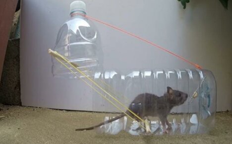 Homemade plastic bottle mousetraps - two simple but effective models