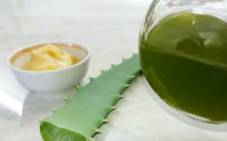 Natural and effective medicine - aloe and honey for the stomach against all diseases