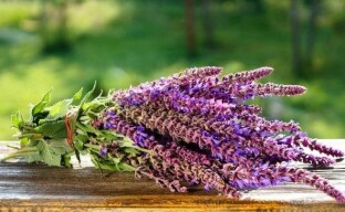 Propietats útils de la sàlvia o com us ajudarà una bella herba medicinal
