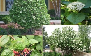 Kalina gordovina - l'originale pianta perenne commestibile nel tuo giardino