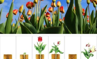 Tulips and 10 cycles of their life - from planting to digging