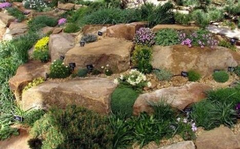 What is rock garden and rockery?