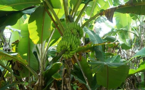 Как растат бананите - особености на растежа и плододаването на отвъдморските плодове