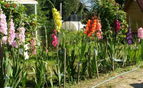 How to tie up gladioli - practical advice from experienced gardeners