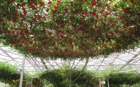 Când cultivăm un pom de roșii în aer liber, luăm în considerare toate regulile agronomice