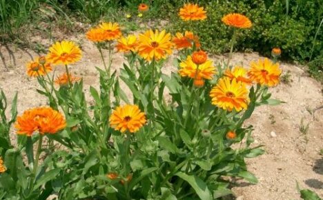Bila hendak menyemai calendula di tanah terbuka - kita menentukan masa optimum penanaman marigold