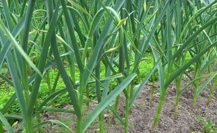 Fertilizer for garlic in summer - wood ash
