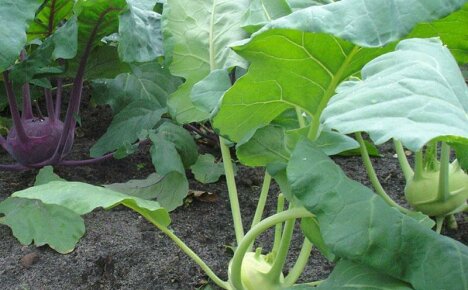 Growing and caring for kohlrabi in a summer cottage is a troublesome but pleasant business