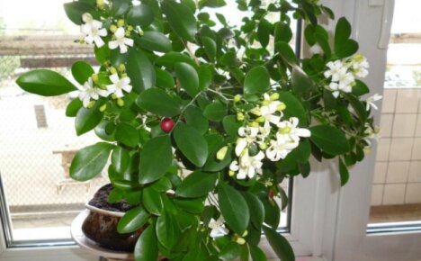 El encantador muraya sorprenderá con la floración y se deleitará con las frutas: cuidado del hogar, foto