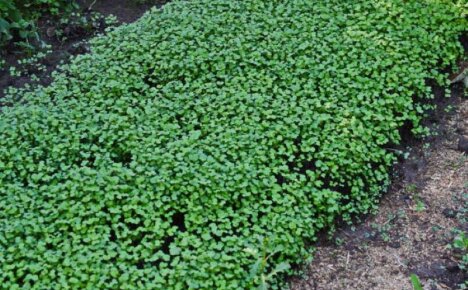 Sowing mustard in the fall - when to dig up the beds