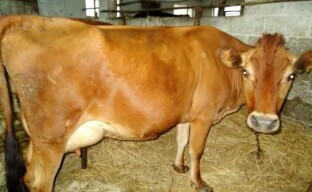 Süt hayvancılığı için inek ırkları ve bakımı