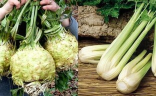 Odrůdy celeru - výběr nejoriginálnějších možností