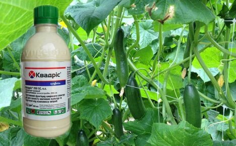 Fungicid Quadris - instrucțiuni pentru utilizarea unui medicament super eficient împotriva bolilor fungice
