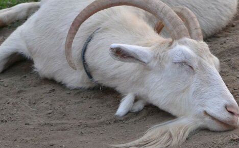 Прояви на кетозна болест при козите и ефективно лечение