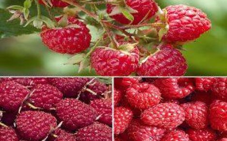 Raspberry remontant - pagtatanim, paglaki, pangangalaga