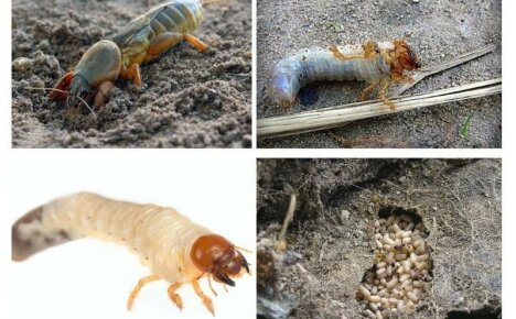 Medvedka - foto y descripción de la larva, medidas de control de plagas.