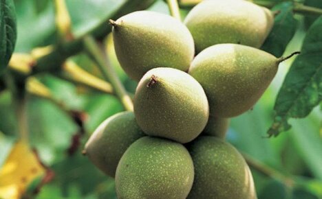 Liečivé vlastnosti mandžuských orechov pre organizmus