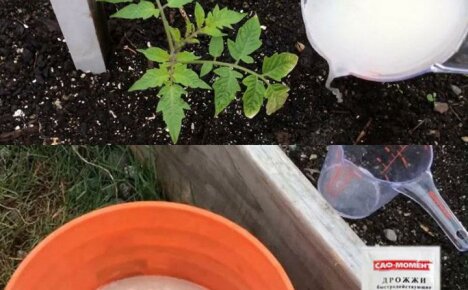 Kŕmenie paradajok kvasnicami pre rast a produktivitu