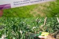 Bruk av Trichopolum til planter - bruk av medisin til hagen og grønnsakshagen