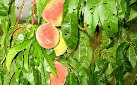 Insatiable peach pests: how to deal with them and win the war