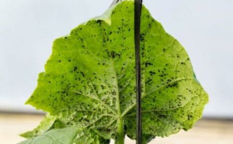Schwarze Blattlaus auf Gurken: wie man erkennt und wie man sie loswird