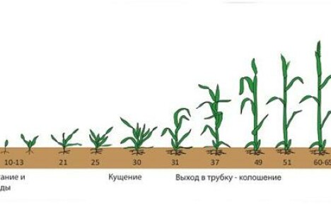 ระยะเวลาการปลูกพืชในพืชลักษณะของการพัฒนาของพืชต่างๆ