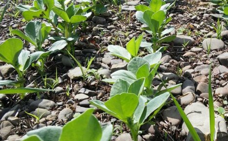 Planting and caring for beans outdoors without problems