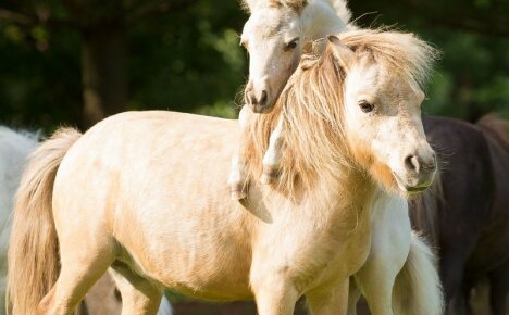 Az emberi Falabella ló megbízható társa
