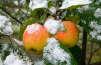 Sene æblevarianter med navne er det bedste valg til vinteropbevaring