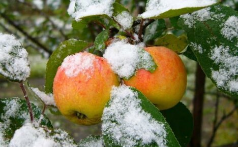 Neskoré odrody jabĺk s názvami sú najlepšou voľbou pre zimné skladovanie