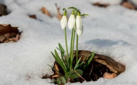 When snowdrops bloom - the very first spring flowers