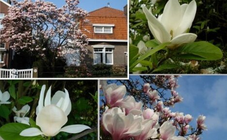 Magnolia arter til dyrkning i haven er de mest resistente og uhøjtidelige sorter