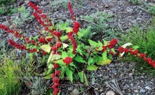 Strawberry spinach is a persistent but beautiful, healthy and edible weed in your garden