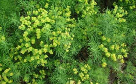 Euforbia de ciprés hermosa y útil: propiedades medicinales de una planta perenne decorativa