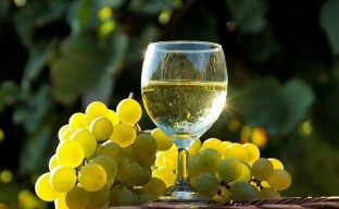 Baltojo vyno gaminimas iš „Citron Magarach“