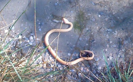 Savez-vous comment chasser un serpent d'un chalet d'été?