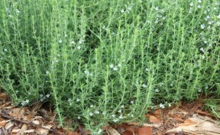 Cząber - rośnie i pielęgnuje pikantne zioła w ogrodzie