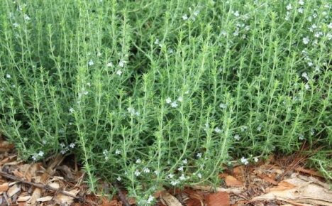 Salato: cresce e si prende cura delle erbe speziate nel giardino