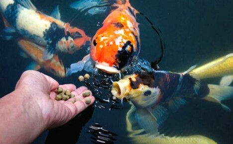 Hoe te beslissen over de voedselkeuze voor aquarium- en vijvervissen?