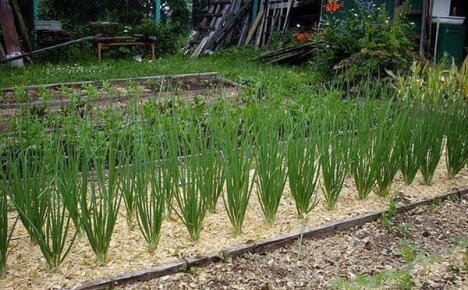 Hur man använder sågspån i trädgården och grönsaksgården för att få ett bra resultat