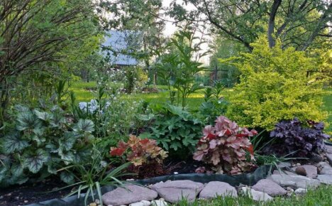 Comment faire pousser de l'heuchera dans le jardin - décorer le site avec des couleurs vives