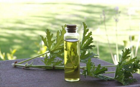 Gerânio perfumado - propriedades medicinais e contra-indicações de um arbusto perfumado de sua janela